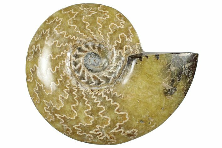 Polished Cretaceous Ammonite (Cleoniceras) Fossil - Madagascar #305951